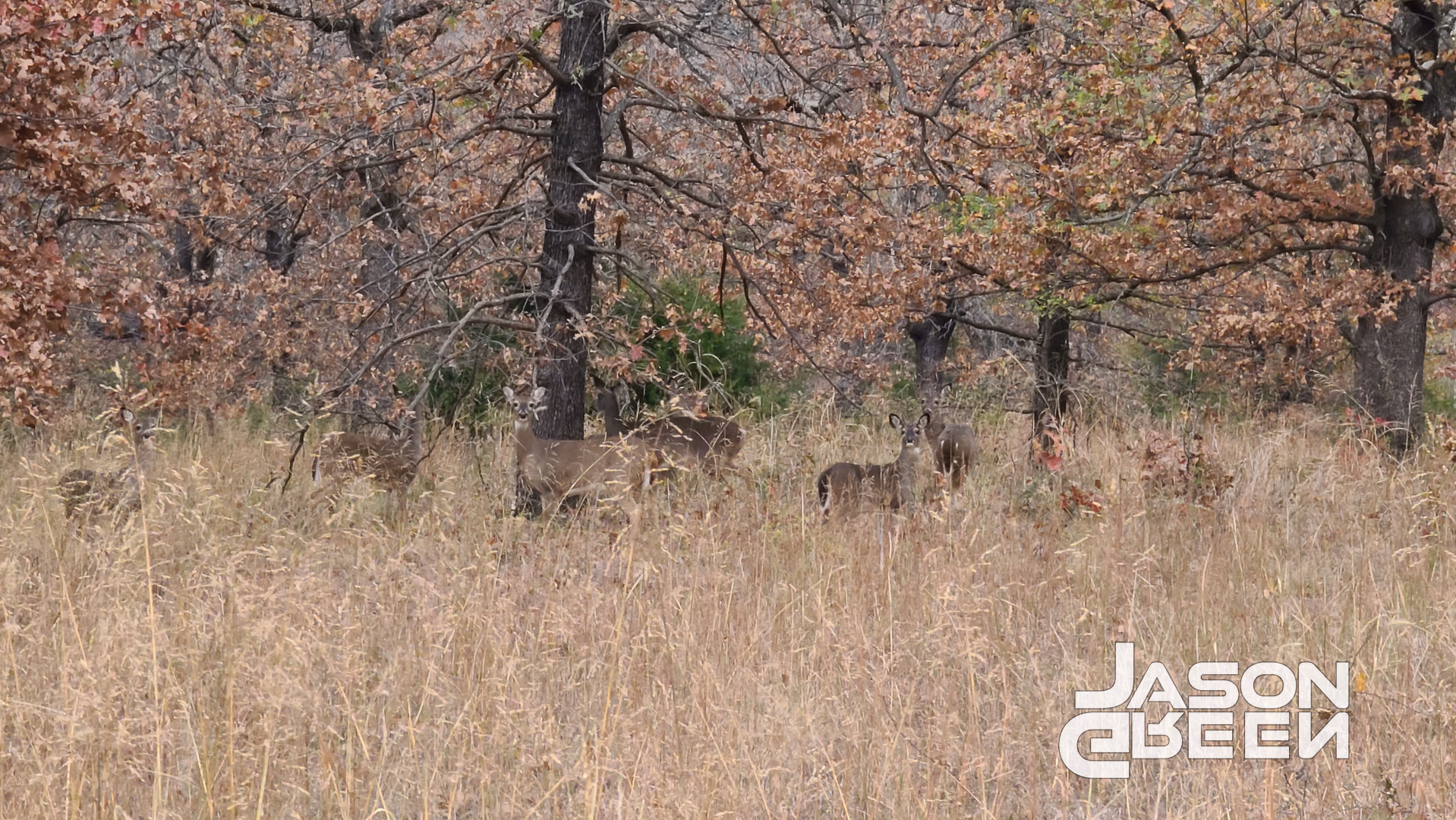6 Whitetails