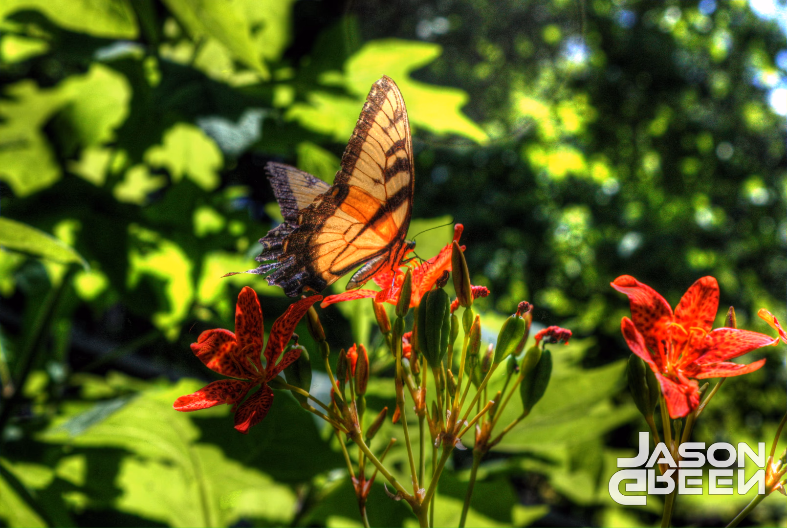 Tiger Swallow Tail Butterfly on Tiger Lily